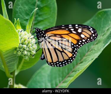 A Monarch butterfly sitting on a milkweed plant in a forest meadow in the Adirondack Mountains, NY USA Stock Photo