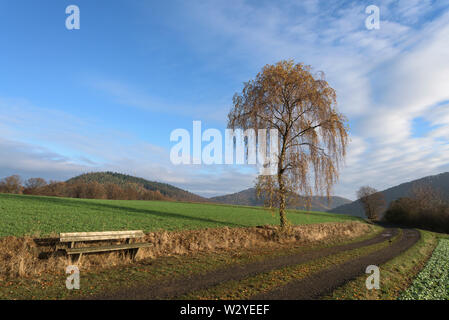Silver birch, warty birch, European white birch, East Asian white birch, Natural Park Kellerwald-Edersee, Hesse, Germany (Betula pendula) Stock Photo