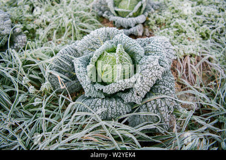 Savoy cabbage, organic farming, Velbert, North Rhine-Westphalia, Germany, Europe, (Brassica oleracea convar. capitata var. sabauda) Stock Photo