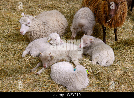 Skudde, Schafe, Tierhalle, Gruene Woche, Messe, Berlin, Deutschland, Grüne Woche Stock Photo