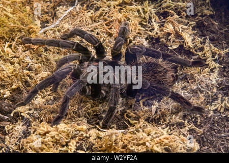 Tarantula Spider Vogelspinne Stock Photo Alamy