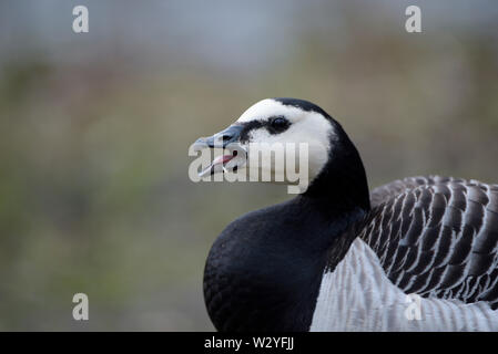 Barnacle Goose, march, North Rhine-Westphalia, Germany, (Branta leucopsis) Stock Photo