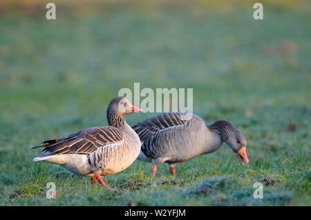 Greylag Goose, couple, february, Dingdener Heide, North Rhine-Westphalia, Germany, (Anser anser) Stock Photo