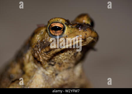 Common toad, male, march, Bottrop, Ruhr Area, North Rhine-Westphalia, Germany, (Bufo bufo) Stock Photo