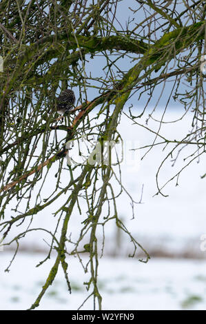 Little owl, january, North Rhine-Westphalia, Germany, (Athene noctua) Stock Photo