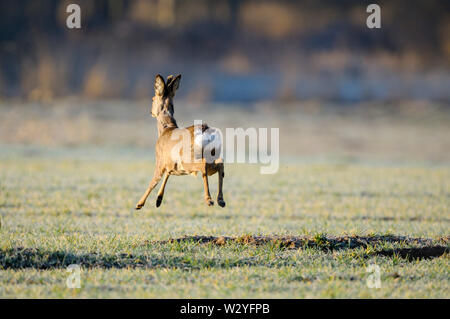 Roe deer, male, april, Gross Quassow, Mecklenburg-Vorpommern, Germany, (Capreolus capreolus) Stock Photo