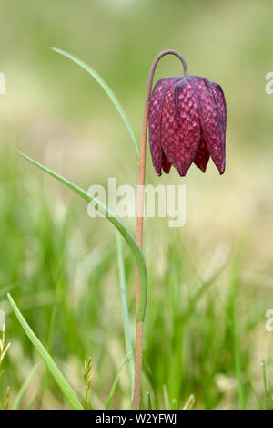 Snakes head, blossom, april, Germany, (Fritillaria meleagris) Stock Photo