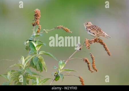 Woodlark, male, may, Oberhausen, Ruhr Area, North Rhine-Westphalia, Germany, (Lullula arborea) Stock Photo