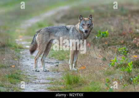 Wolf, Sogel, Emsland, Lower Saxony, Germany, Canis lupus, Sögel Stock Photo