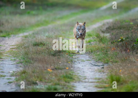 Wolf, Sogel, Emsland, Lower Saxony, Germany, Canis lupus, Sögel Stock Photo