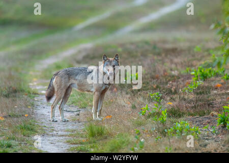 Wolf, Sogel, Emsland, Lower Saxony, Germany, Canis lupus, Sögel Stock Photo