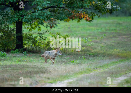 Wolf, Sogel, Emsland, Lower Saxony, Germany, Canis lupus, Sögel Stock Photo