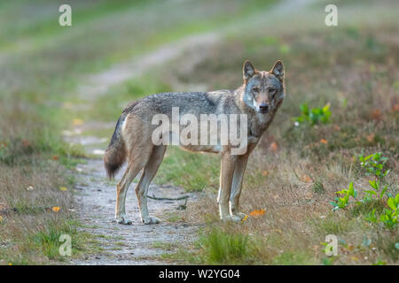 Wolf, Sogel, Emsland, Lower Saxony, Germany, Canis lupus, Sögel Stock Photo