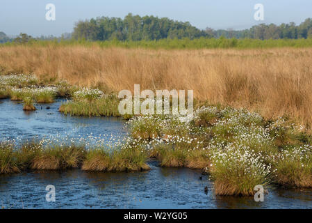 Moor, morning, may, Haaksbergerveen, Haaksbergen, Overijssel, Netherlands Stock Photo