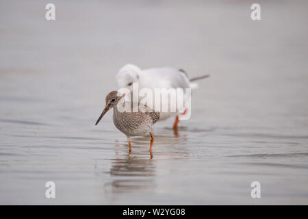 Common redshank and Black-headed gull, Western Pomerania Lagoon Area National Park, Fischland-Darss-Zingst, Germany, Tringa totanus, Larus ridibundus Stock Photo