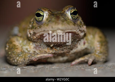 Natterjack toad, male, may, Duisburg, Ruhr Area, North Rhine-Westphalia, Germany,  (Epidalea calamita) Stock Photo