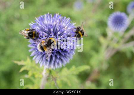 globe thistle, baden-wuerttemberg, germany, (Echinops) Stock Photo