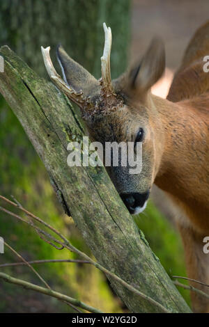Roe Deer buck, Lower Saxony, Germany, Capreolus capreolus Stock Photo
