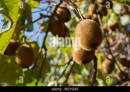 kiwi fruit, (Actinidia arguta) Stock Photo