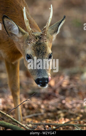 Roe Deer buck, Lower Saxony, Germany, Capreolus capreolus Stock Photo