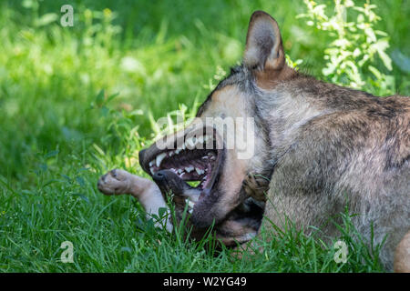 Wolf with cub, Canis lupus Stock Photo