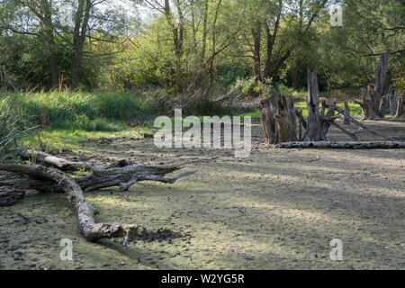 dried out pond, climate change, hohenlohe region, heilbronn-franconia, baden-wuerttemberg, germany Stock Photo