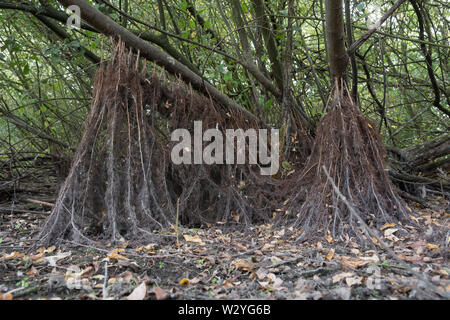 aerial roots, dried out pond, climate change, hohenlohe region, heilbronn-franconia, baden-wuerttemberg, germany Stock Photo
