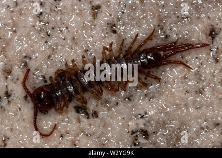 brown centipede, (Lithobius forficatus) Stock Photo