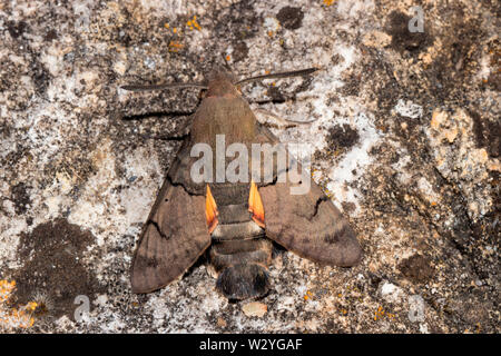 hummingbird hawk-moth, (Macroglossum stellatarum) Stock Photo