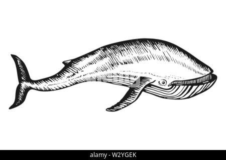 Whale Doodle hand drawn sketch vector Stock Vector