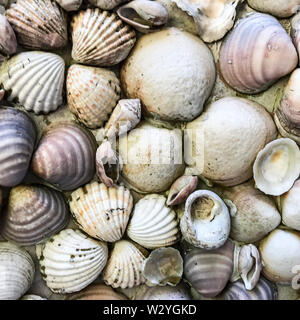 Background, texture of small seashells Stock Photo