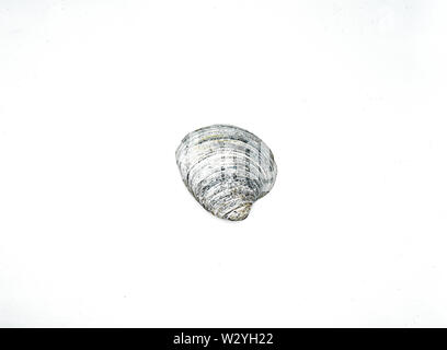 shell isolated on white background clipping path Stock Photo