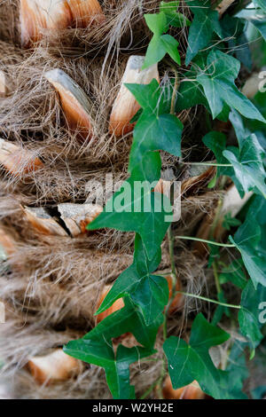a large phoenix canariensis date fruit tree. Tree trunk close up, bark texture Stock Photo