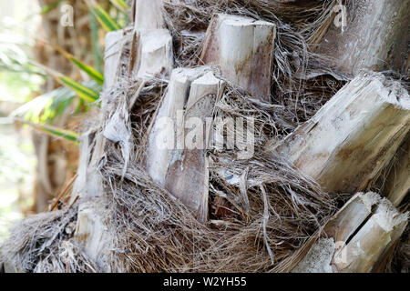 a large phoenix canariensis date fruit tree. Tree trunk close up, bark texture Stock Photo