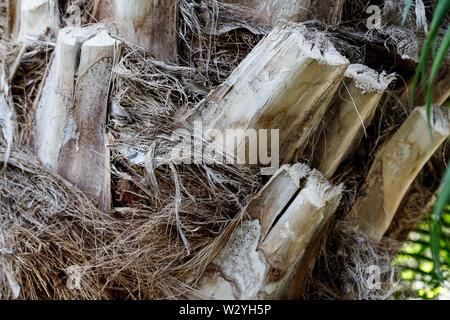 a large phoenix canariensis date fruit tree. Tree trunk close up, bark texture Stock Photo