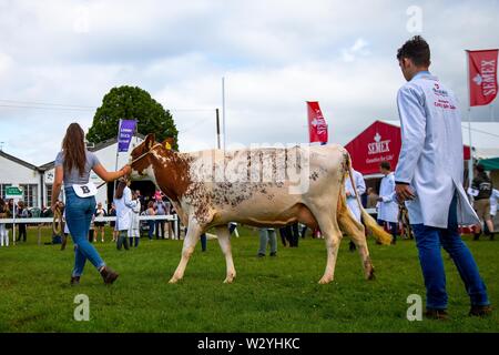 Harrogate. United Kingdom. 11 July 2019. Dairy Cow showing at the Great Yorkshire Show. Credit Elli Birch/SIP photo agency/Alamy live news. Stock Photo