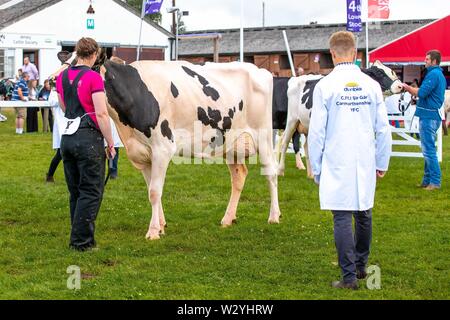 Harrogate. United Kingdom. 11 July 2019. Dairy Cow showing at the Great Yorkshire Show. Credit Elli Birch/SIP photo agency/Alamy live news. Stock Photo