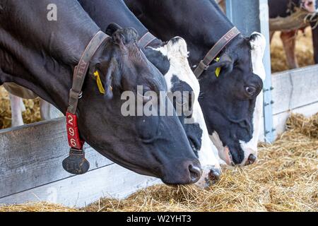 Harrogate. United Kingdom. 11 July 2019. Dairy Cows at the Great Yorkshire Show. Credit Elli Birch/SIP photo agency/Alamy live news. Stock Photo