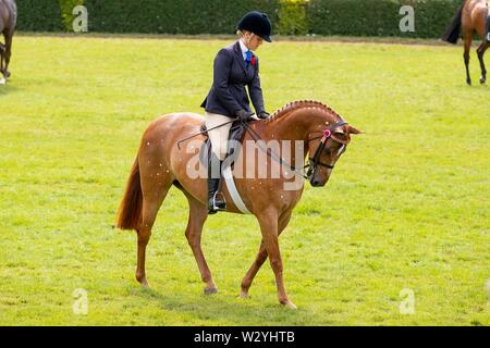 Harrogate. United Kingdom. 11 July 2019. Showing. Horse. Spotty horse at the Great Yorkshire Show. Credit Elli Birch/SIP photo agency/Alamy live news. Stock Photo