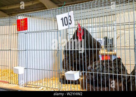 Harrogate. United Kingdom. 11 July 2019. Prize winning chickens at the Great Yorkshire Show. Credit Elli Birch/SIP photo agency/Alamy live news. Stock Photo