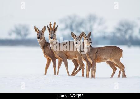 Roe deer herd in winter standing close together in deep snow. Stock Photo