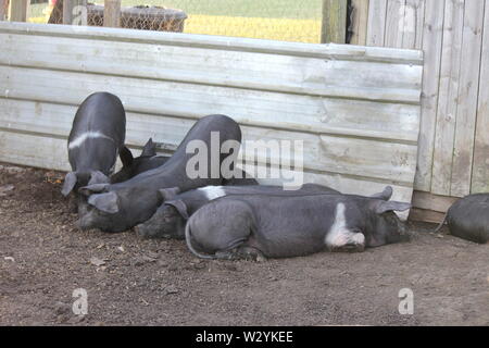 Six Pigs resting in farm yard Stock Photo