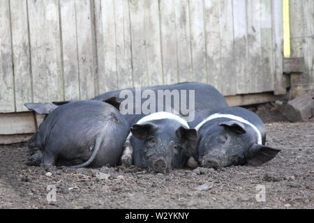 Three Black Pigs sleeping in Farmyard Pen Stock Photo