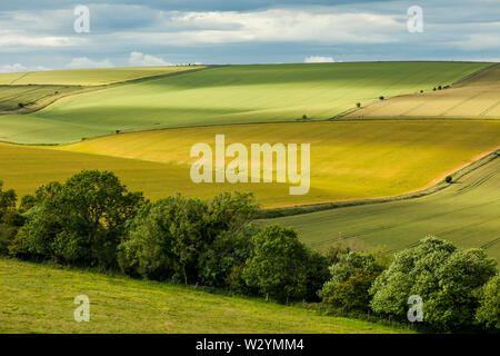 Summer afternoon in South Downs National Park, West Sussex, England. Stock Photo
