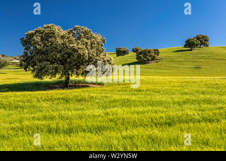 Trees in wheat field near village of Montefrio, Granada province, Andalusia, Spain Stock Photo