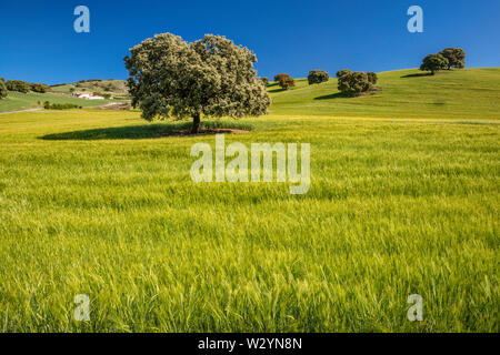 Trees in wheat field near village of Montefrio, Granada province, Andalusia, Spain Stock Photo