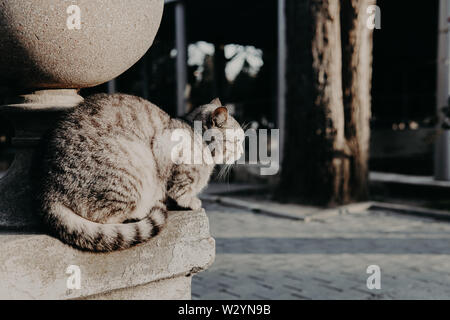 Lonely gray cat sits on the street Stock Photo