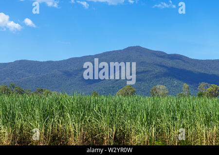 Sugar cane fileds south of Cairns, North Queensland, Australia Stock Photo