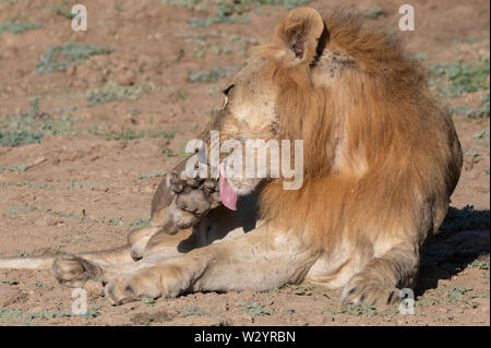 Africa, Zambia, South Luangwa National Park. Male African lion (WILD: Panthera leo) grooming. Stock Photo