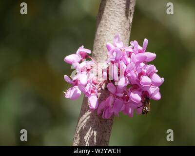 Close up of a bouquet of California rosebud flowers Stock Photo Alamy Close up of a bouquet of California rosebud flowers Stock Photo Alamy